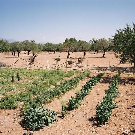 Agroturismo Es Quatre Cantons Бинисалем Екстериор снимка